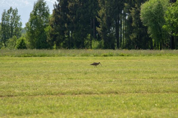 Das Haarmoos ist Brutgebiet für viele verschiedene Wiesenbrüter - hier zu sehen ist ein Brachvogel