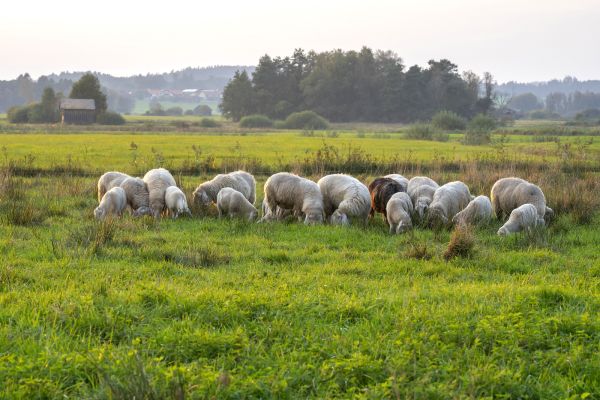 Im üppigen Haarmoos weiden auch Schafe