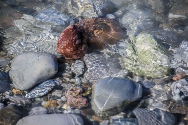 Im glasklaren Wasser der Salzach kommen die unterschiedlichen Steine besonders gut zur Geltung - © Manfred Fiedler