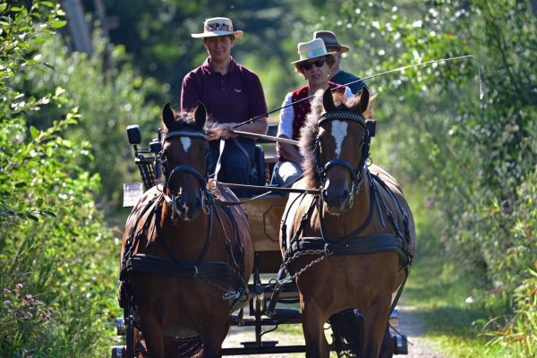 Ausfahrten mit der Pferdekutsche - Anbieter ist Familie Forster aus Leobendorf