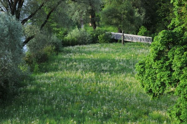 Wanderweg in der Salzachau in direkter Zentrumsnähe Laufens